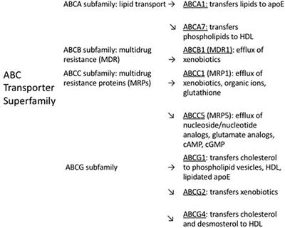 Enhancing of cerebral Abeta clearance by modulation of ABC transporter expression: a review of experimental approaches